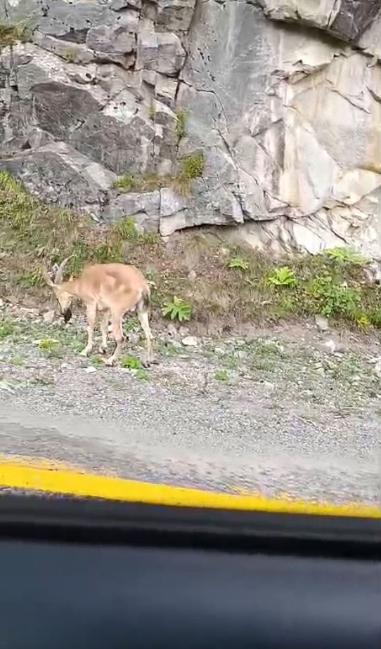 Dereli-Şebinkarahisar karayolunda sürücülere yaban keçisi sürprizi