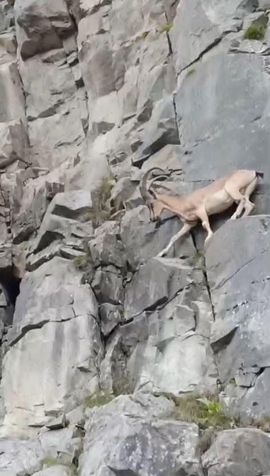 Dereli-Şebinkarahisar karayolunda sürücülere yaban keçisi sürprizi