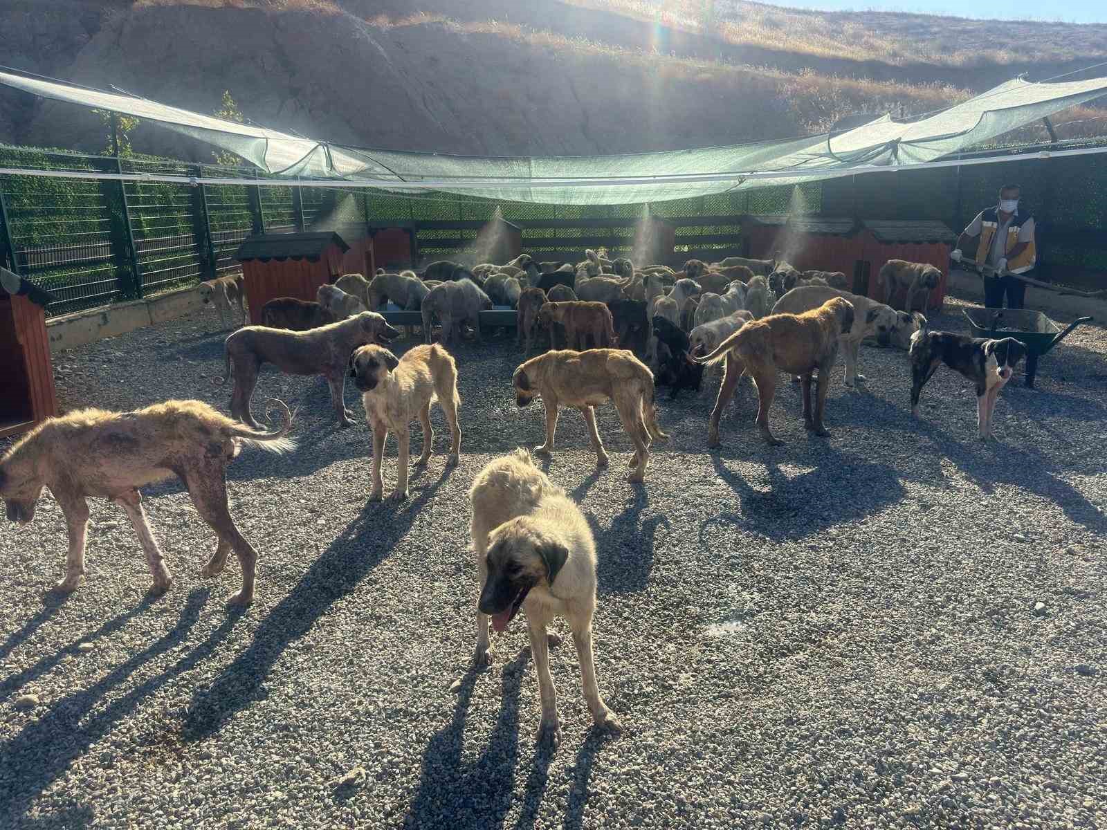 Ar scaklardan bunalan hayvanlar fskiyelerin altnda serinliyor
