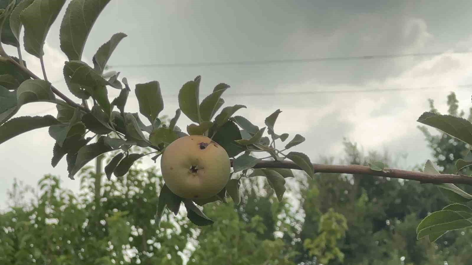 Y&uuml;zyılın donu meyve hasadını vurdu: 10 d&ouml;n&uuml;mde sadece bir &ccedil;&uuml;r&uuml;k elma kaldı
