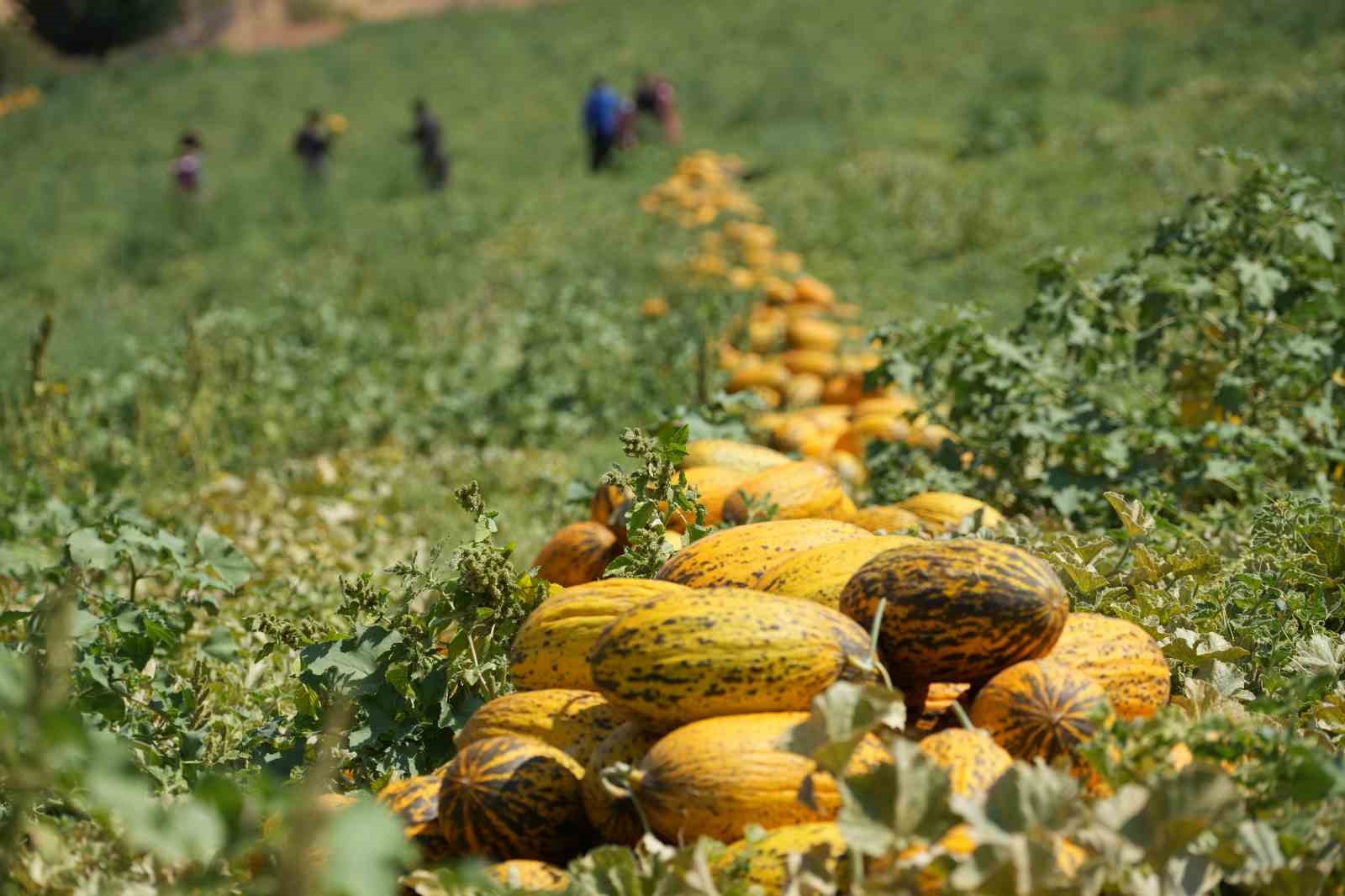 40 derece sıcaklıkta kavun hasadı başladı: Yüksek verim, üreticinin yüzünü güldürdü
