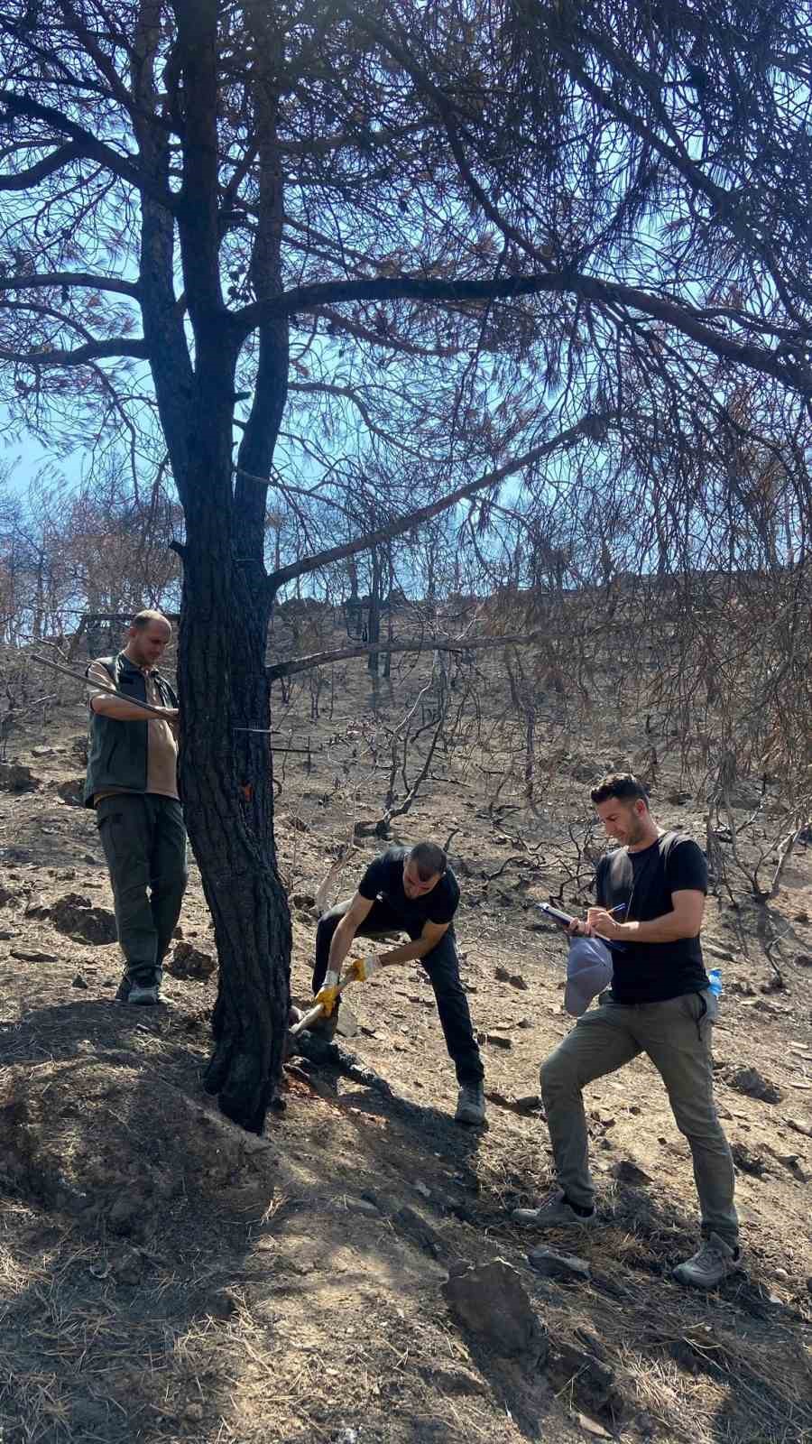Sakarya’da yanan ormanlık alanlar tekrar hayata dönüyor
