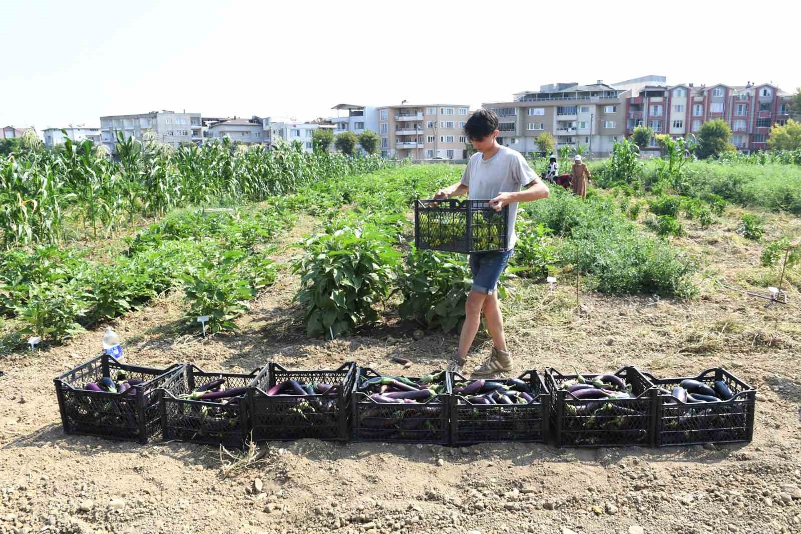 Gazi Tarım’da hasat zamanı
