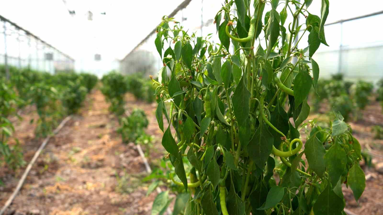 Sivas Cumhuriyet &Uuml;niversitesi&rsquo;nde hasat bereketi başladı
