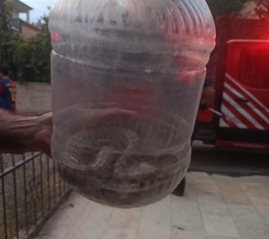 Elazığ’da engerek yılanı paniği