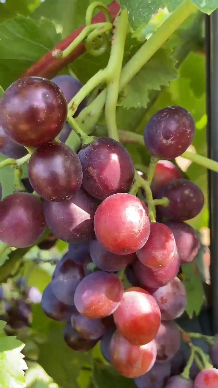Şark&ouml;y&rsquo;&uuml;n Gardinal &Uuml;z&uuml;m&uuml;n&uuml;n hasadı başladı
