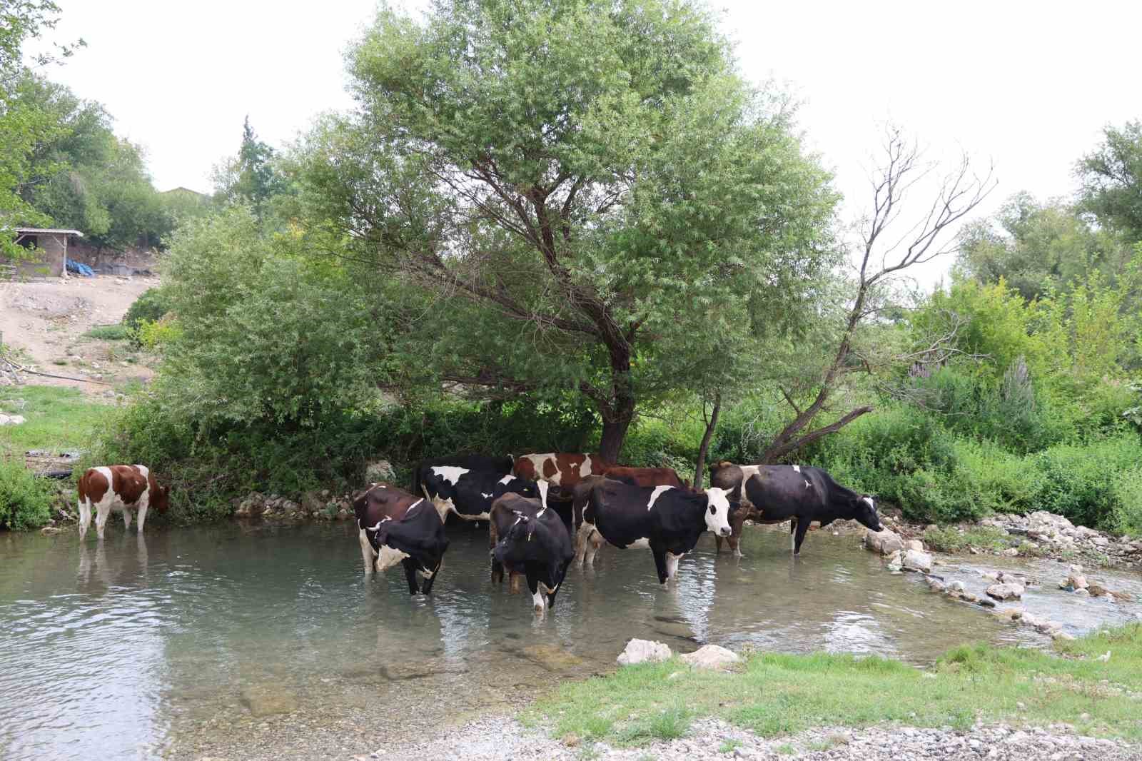 Sıcaklar bunalttı, hayvanlar suya girerek serinledi
