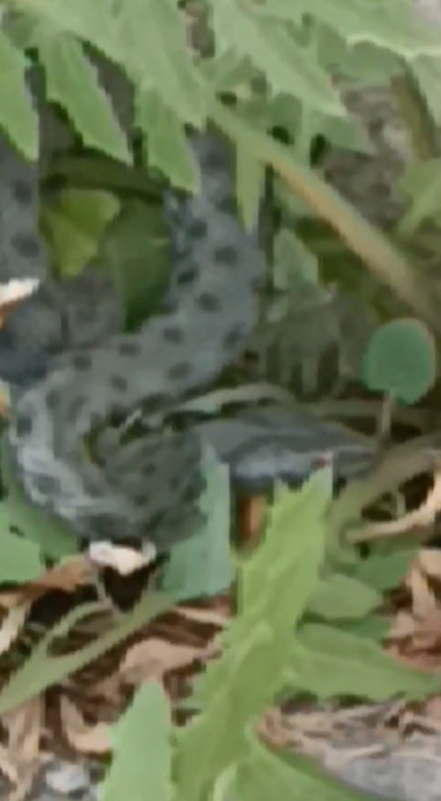 Kars’ta caddede görülen yeşil yılan korkuttu