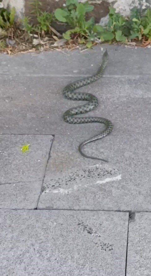 Kars’ta caddede görülen yeşil yılan korkuttu