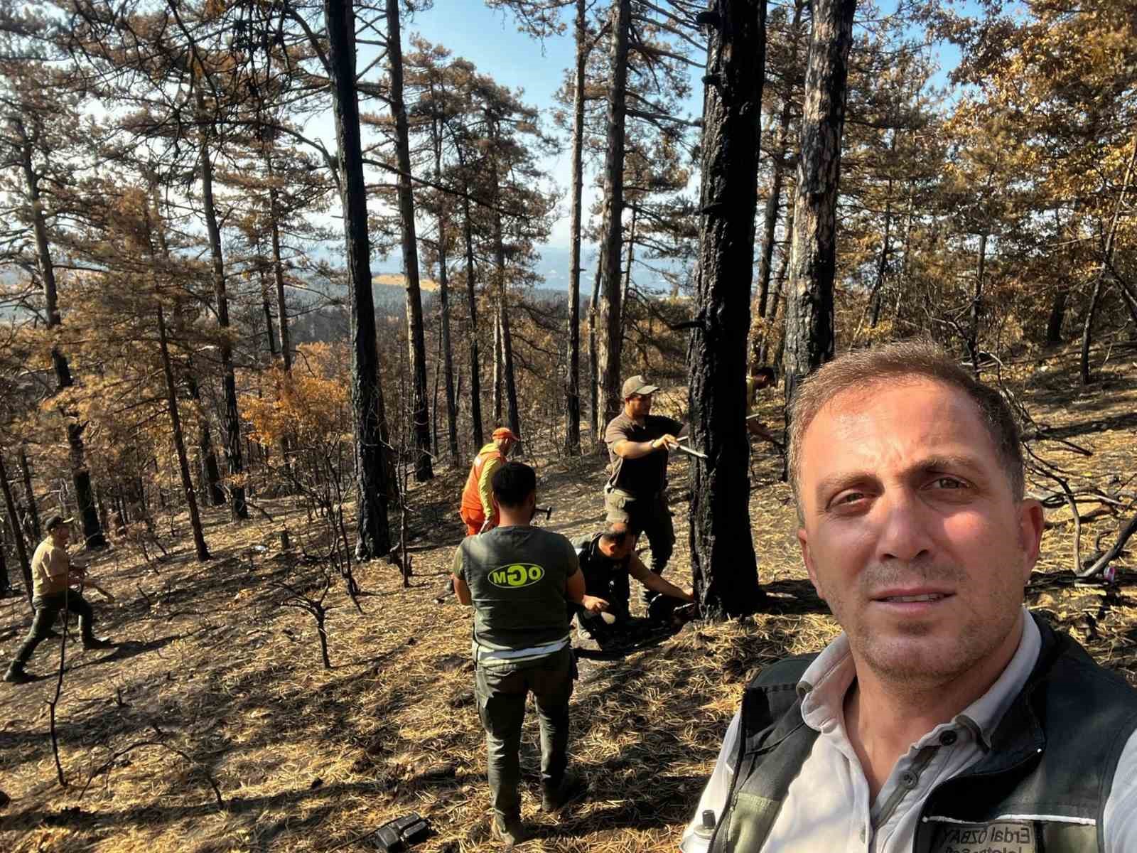 Sakarya’da yanan ormanlık alanlar tekrar hayata dönüyor
