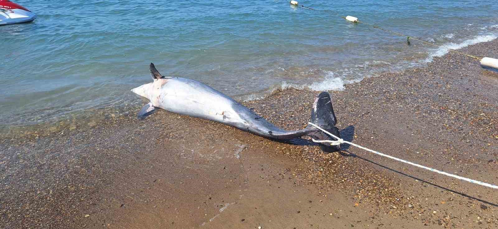 Bodrum’da ölü yunus sahile vurdu turistler şok oldu