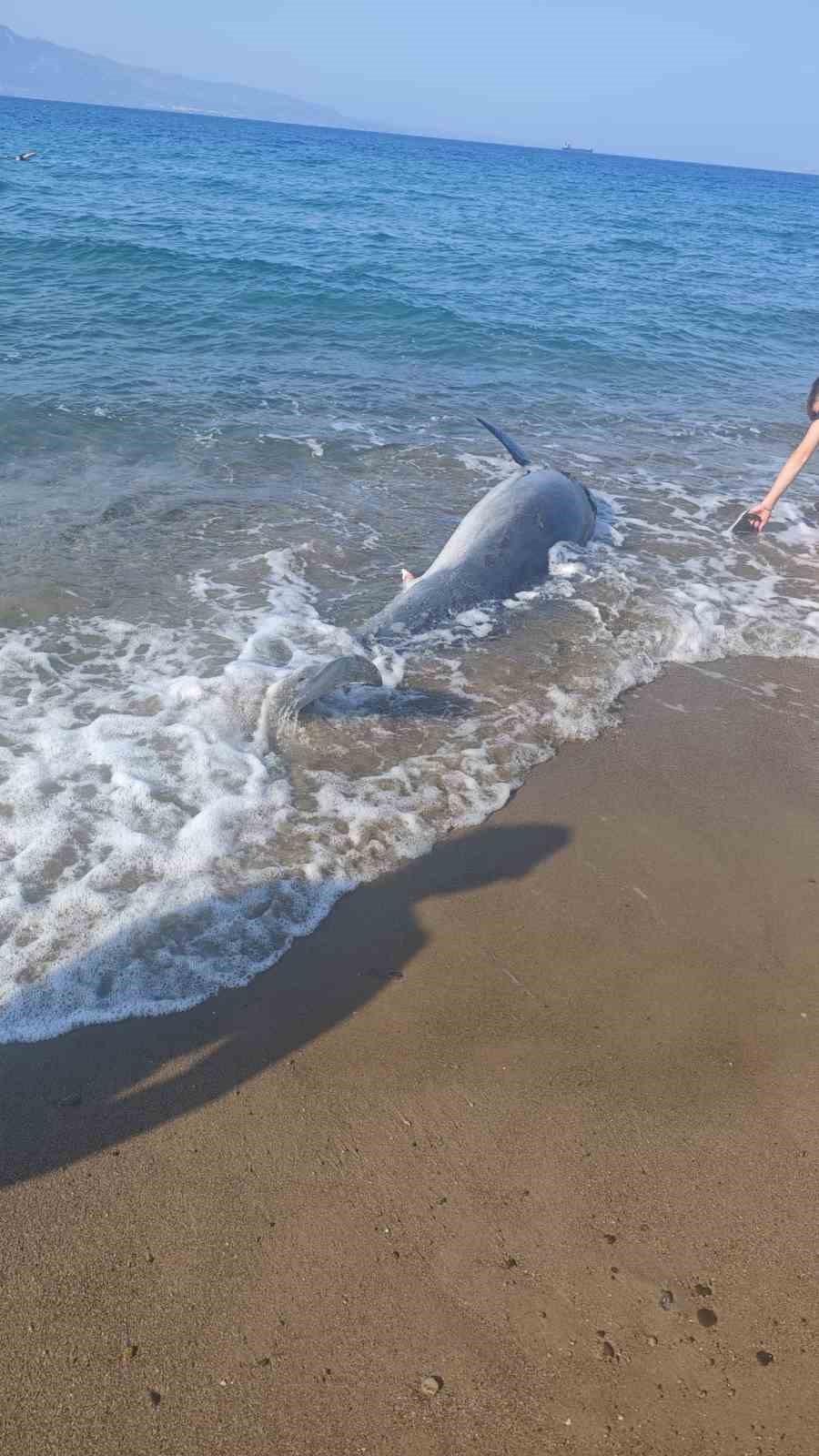 Bodrum&rsquo;da &ouml;l&uuml; yunus sahile vurdu turistler şok oldu
