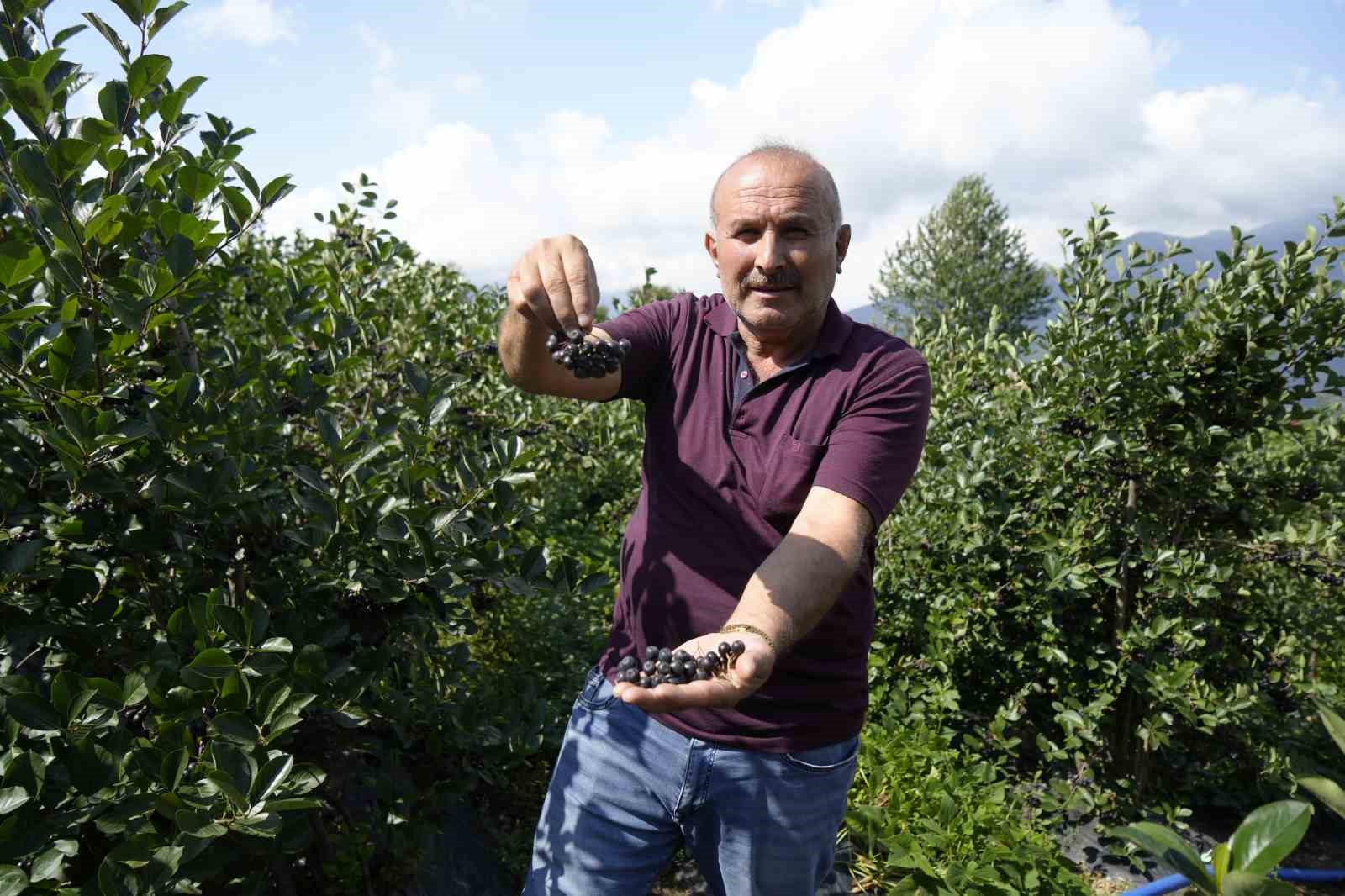 Gümüşhane’de ‘süper meyve’ aronya yüksek verime ulaştı
