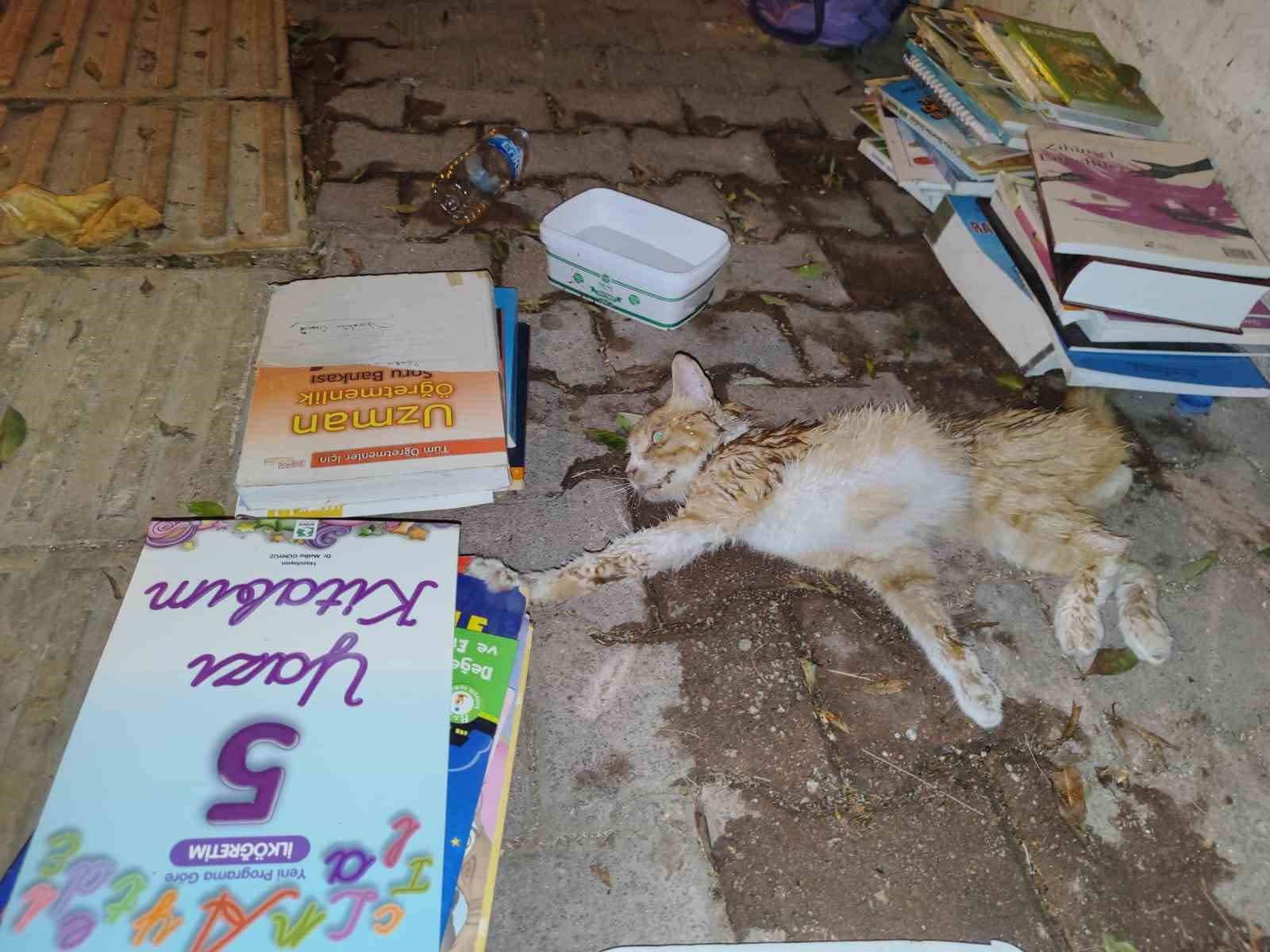 Sokakta yaralı gördükleri yavru kedi için seferber oldular