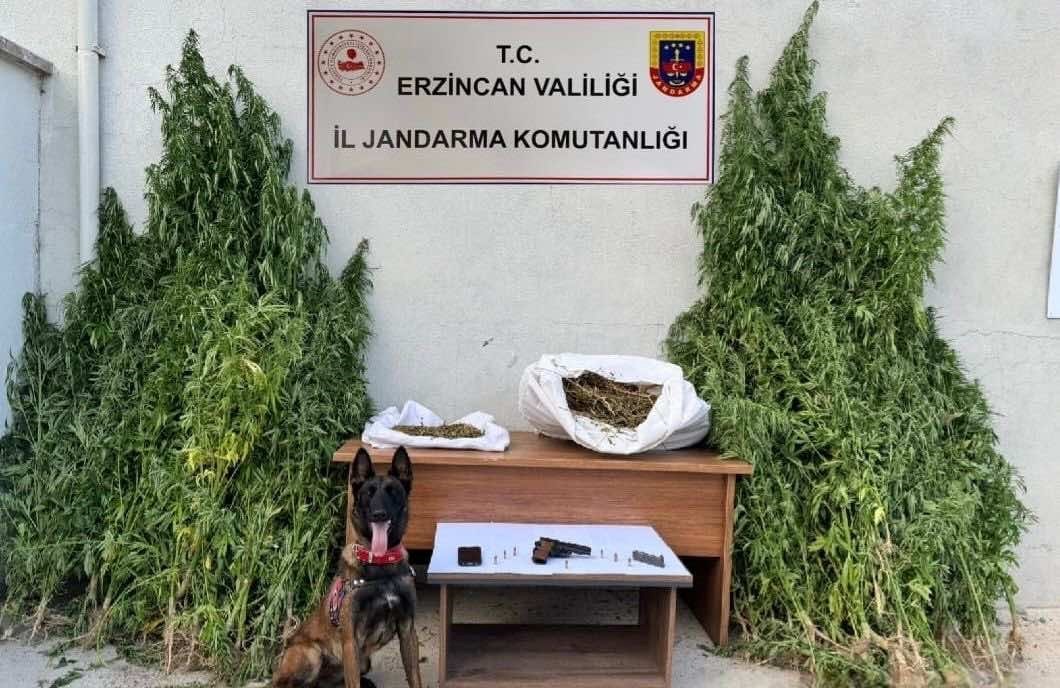 Erzincan’da jandarmadan kenevir operasyonu