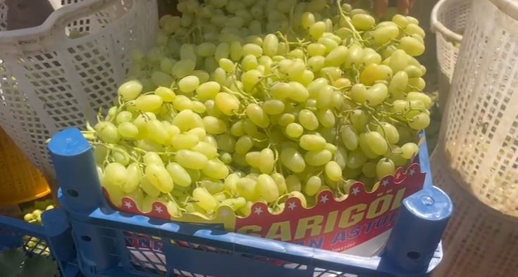 Buldan’da üzüm bağlarında hasat başladı