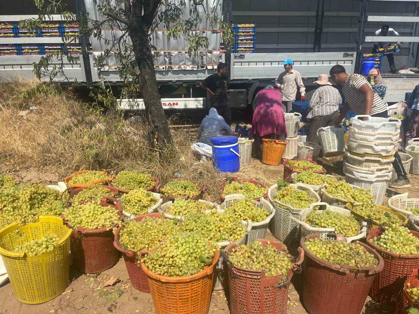 Buldan&rsquo;da &uuml;z&uuml;m bağlarında hasat başladı
