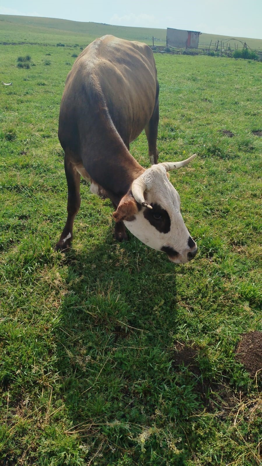 Ardahan&rsquo;da şap alarmı
