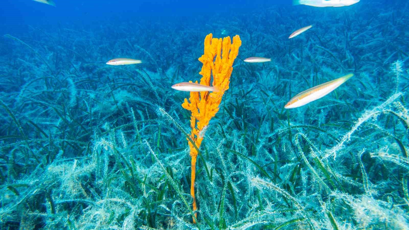 Bakan Kurum: "Pina ve deniz çayırları Marmara’ya nefes oluyor"