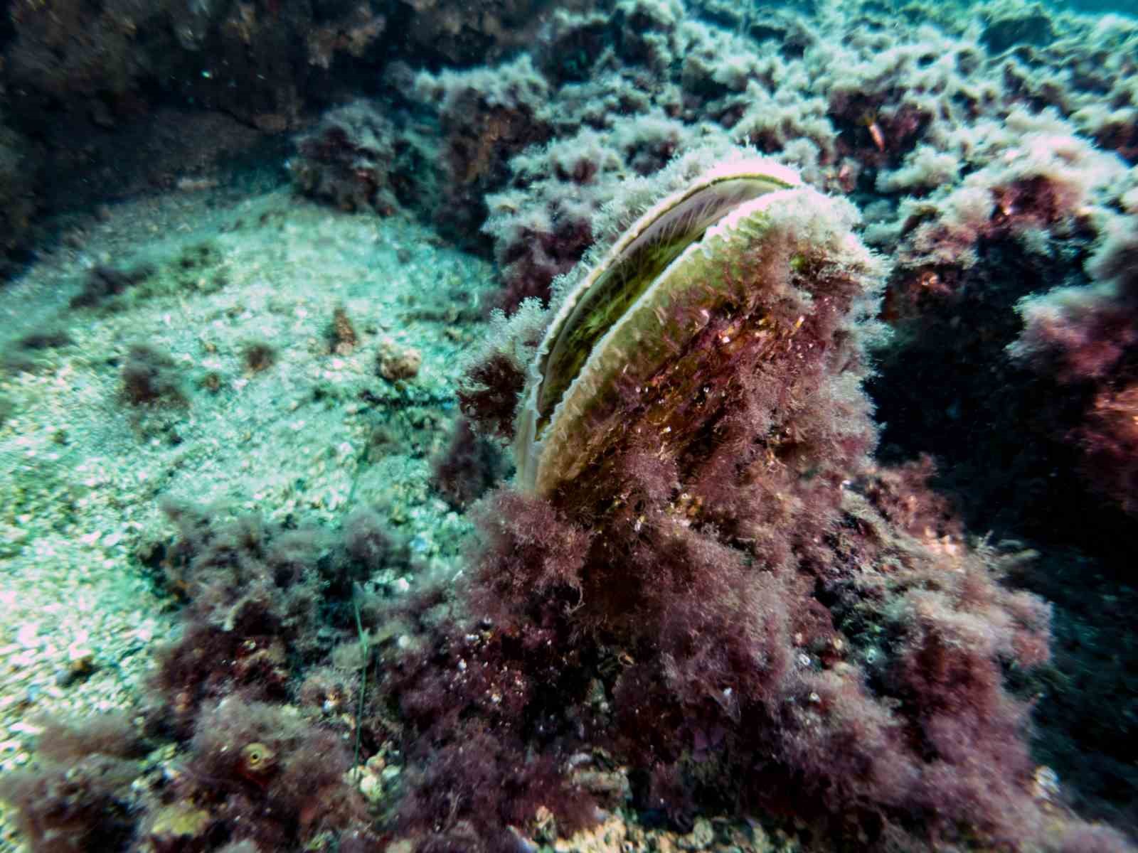 Bakan Kurum: "Pina ve deniz &ccedil;ayırları Marmara&rsquo;ya nefes oluyor"
