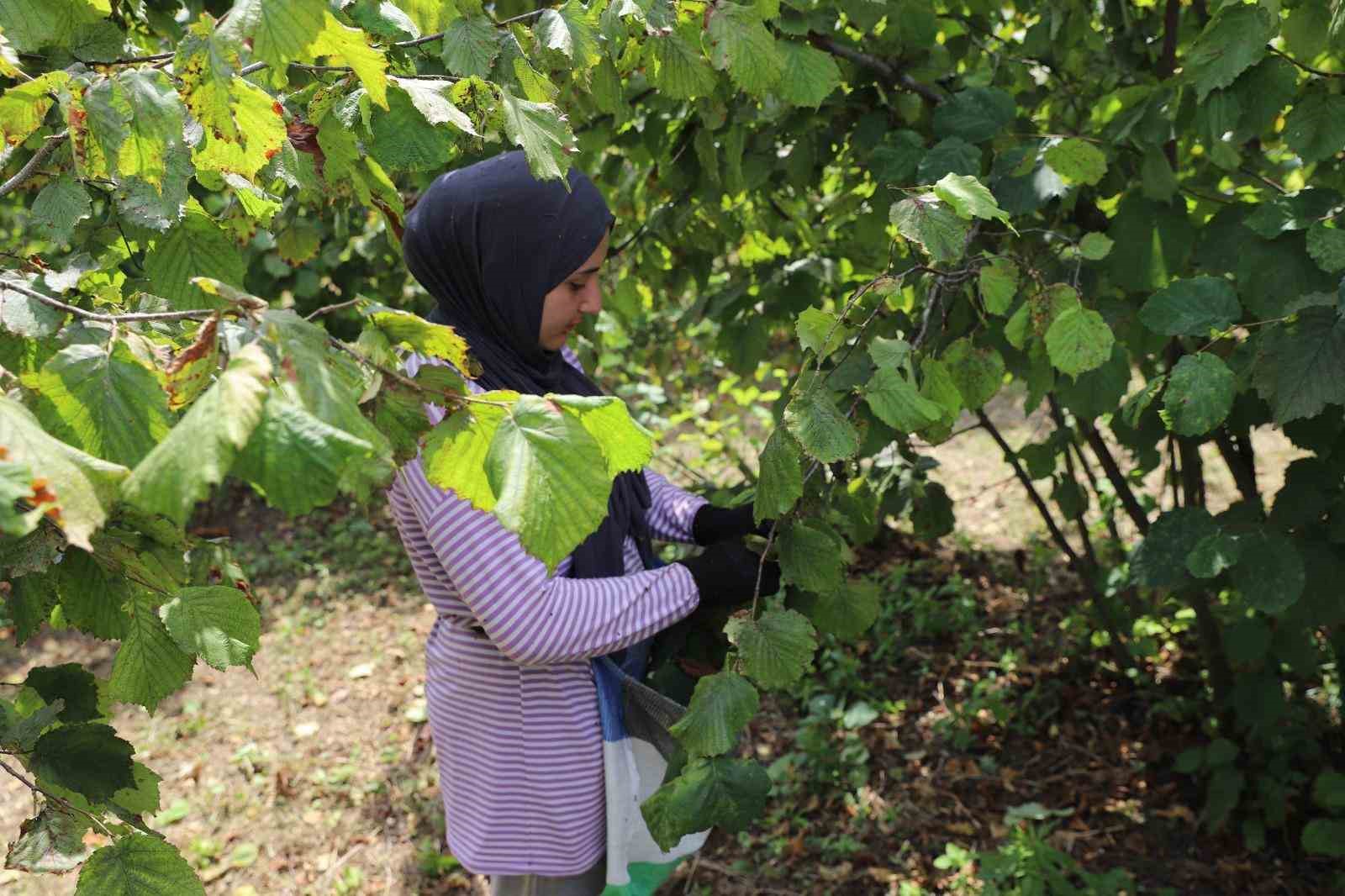 Ordu&rsquo;da &rsquo;Fındık Dalda Aklın İş&ccedil;ide Kalmasın&rsquo; Projesi, &uuml;reticileri memnun ediyor
