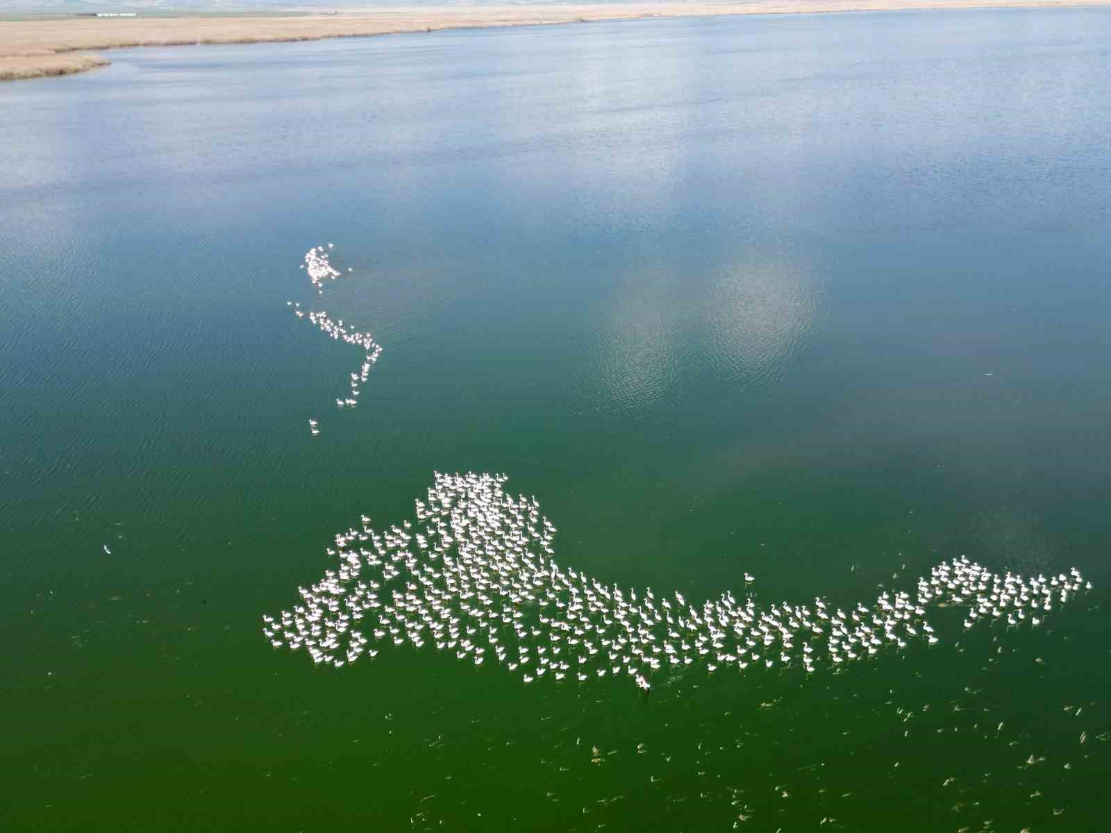 G&ouml;lde g&ouml;r&uuml;nt&uuml;lenen flamingolar g&ouml;rsel ş&ouml;len oluşturdu
