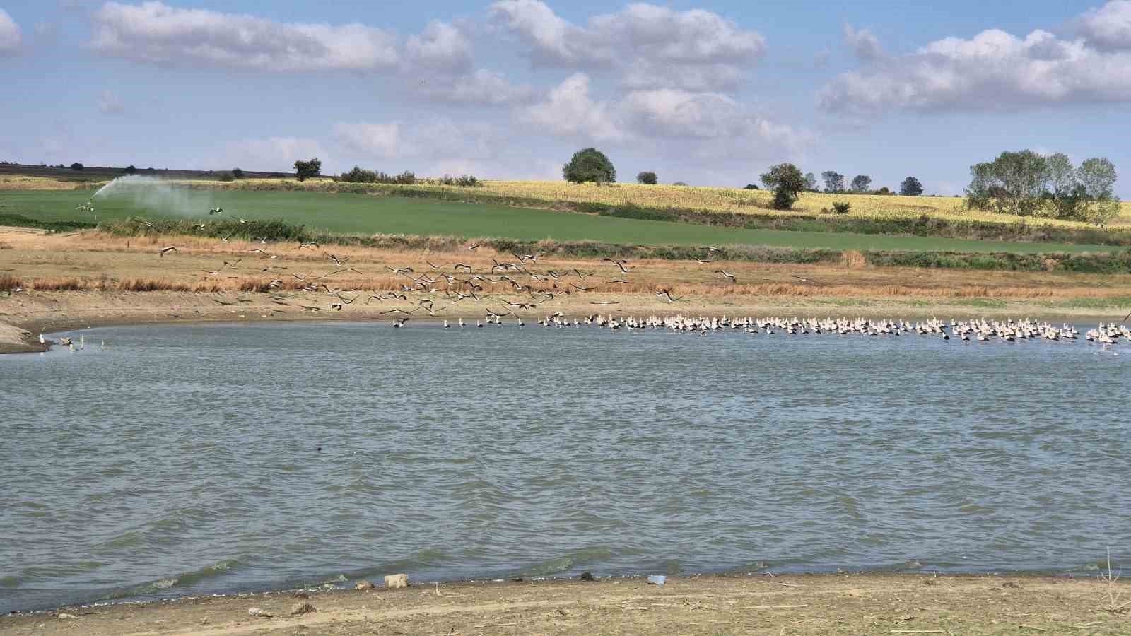 Afrika yolculuğu öncesi binlerce leylek gölette buluştu