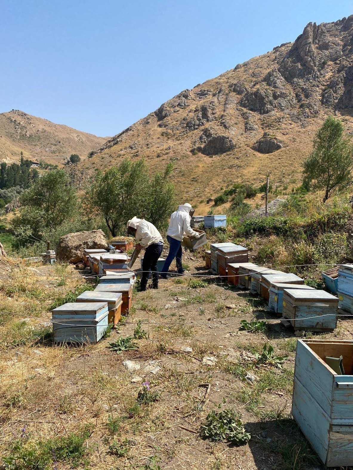 Beyt&uuml;şşebap yaylalarında hayvanlara sağlık kontrol&uuml;
