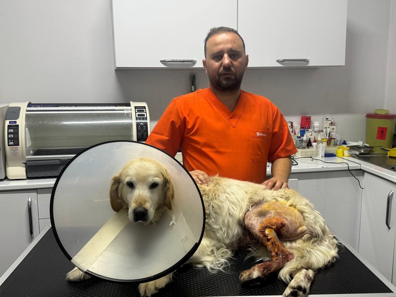 K&ouml;peğin ayağından hentbol topu b&uuml;y&uuml;kl&uuml;ğ&uuml;nde kitle &ccedil;ıkartıldı
