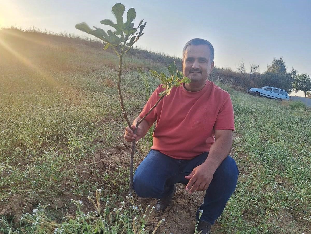 Sarıgöl’de sarılop incir üretimi yaygınlaşıyor
