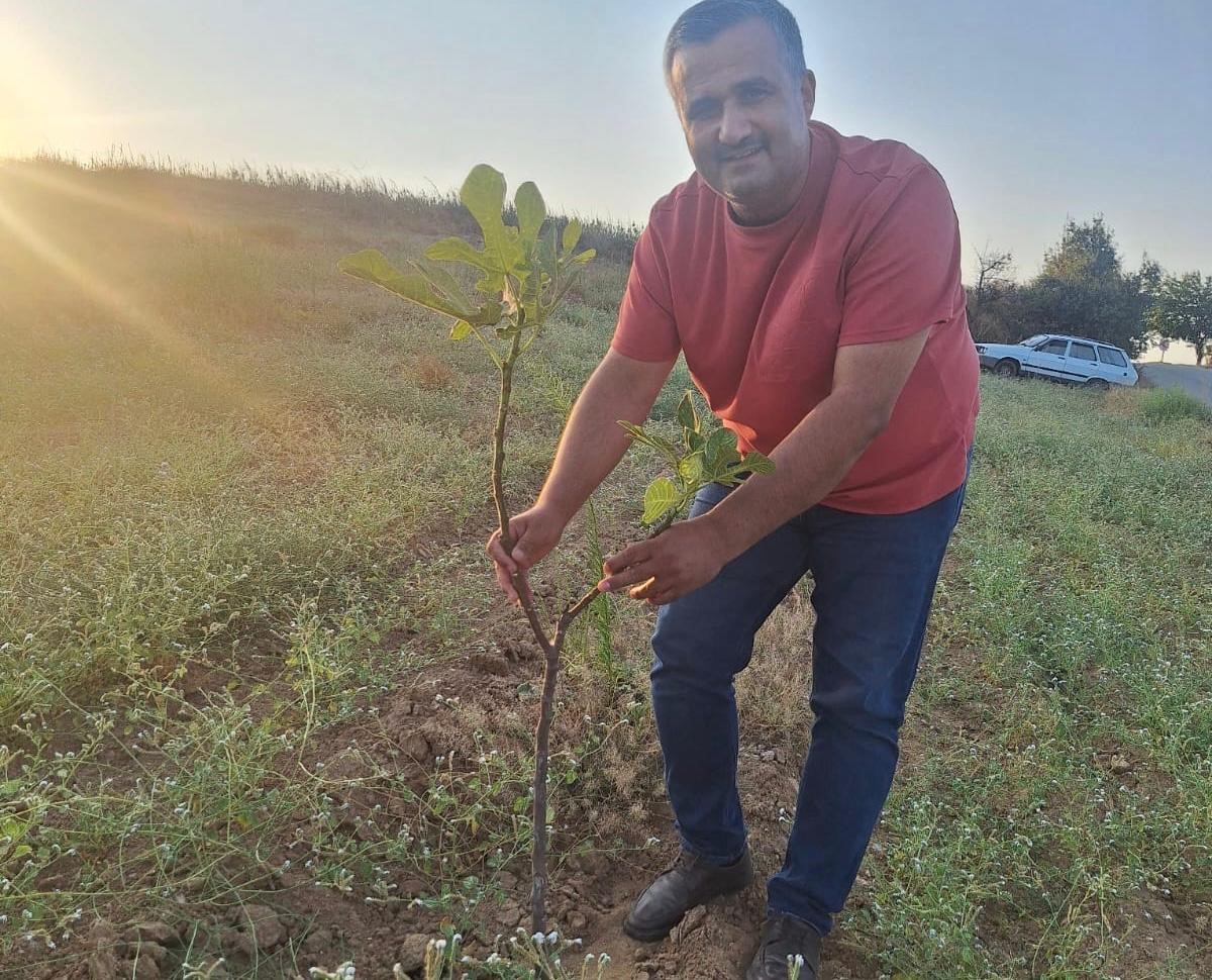 Sarıg&ouml;l&rsquo;de sarılop incir &uuml;retimi yaygınlaşıyor
