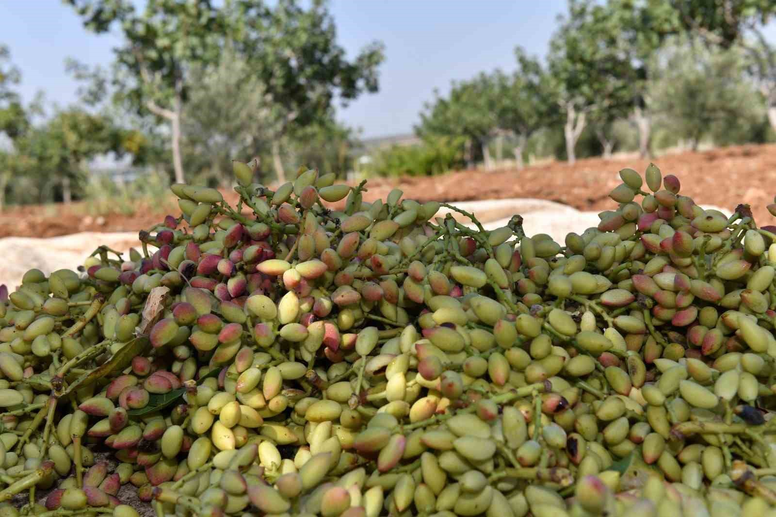 Şanlıurfa&rsquo;da boz fıstık hasadı başladı
