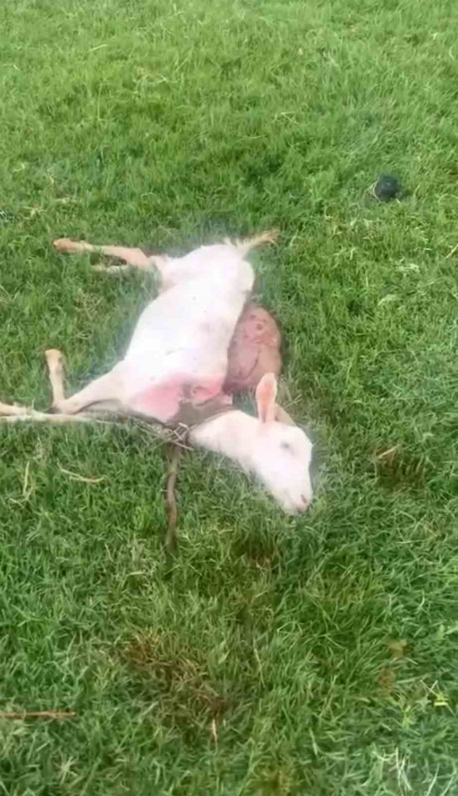 Mardin&rsquo;de sokak k&ouml;pekleri iki ke&ccedil;iyi telef etti
