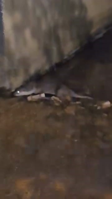 Su samurunu görüntüleyen vatandaş: "Yaradana kurban olayım"