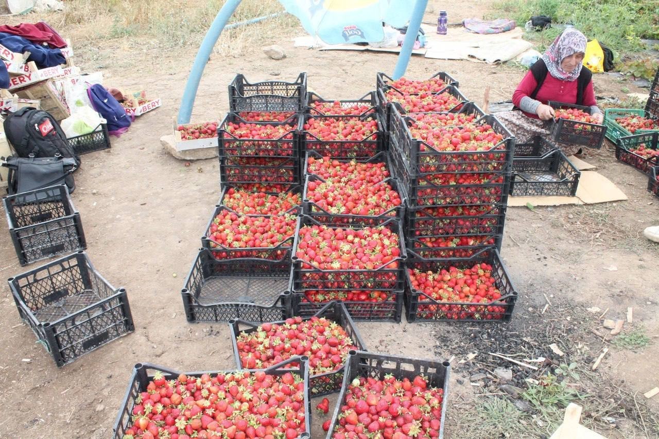 20 dönüm alanda işe başladı 15 kadına umut oldu