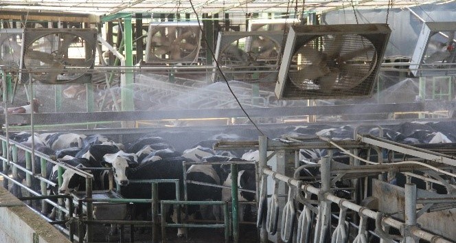 Aşırı sıcaklar s&uuml;t verimini y&uuml;zde 50 d&uuml;ş&uuml;rebilir, ortam serinletilmeli
