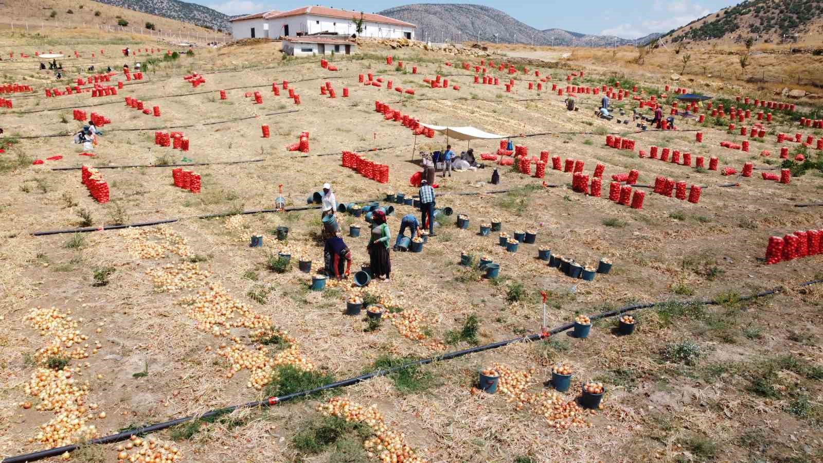 Mevsimlik soğan iş&ccedil;ilerin zorlu mesaisi dronla g&ouml;r&uuml;nt&uuml;lendi
