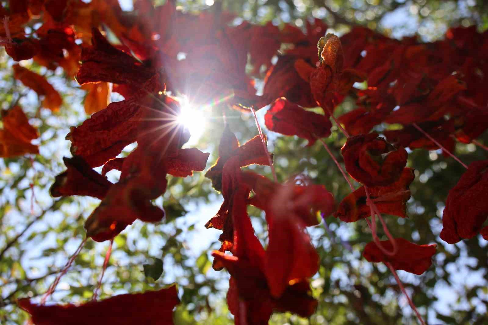 Elazığ’da kış hazırlıkları başladı: Kofik biberler asılmaya başladı