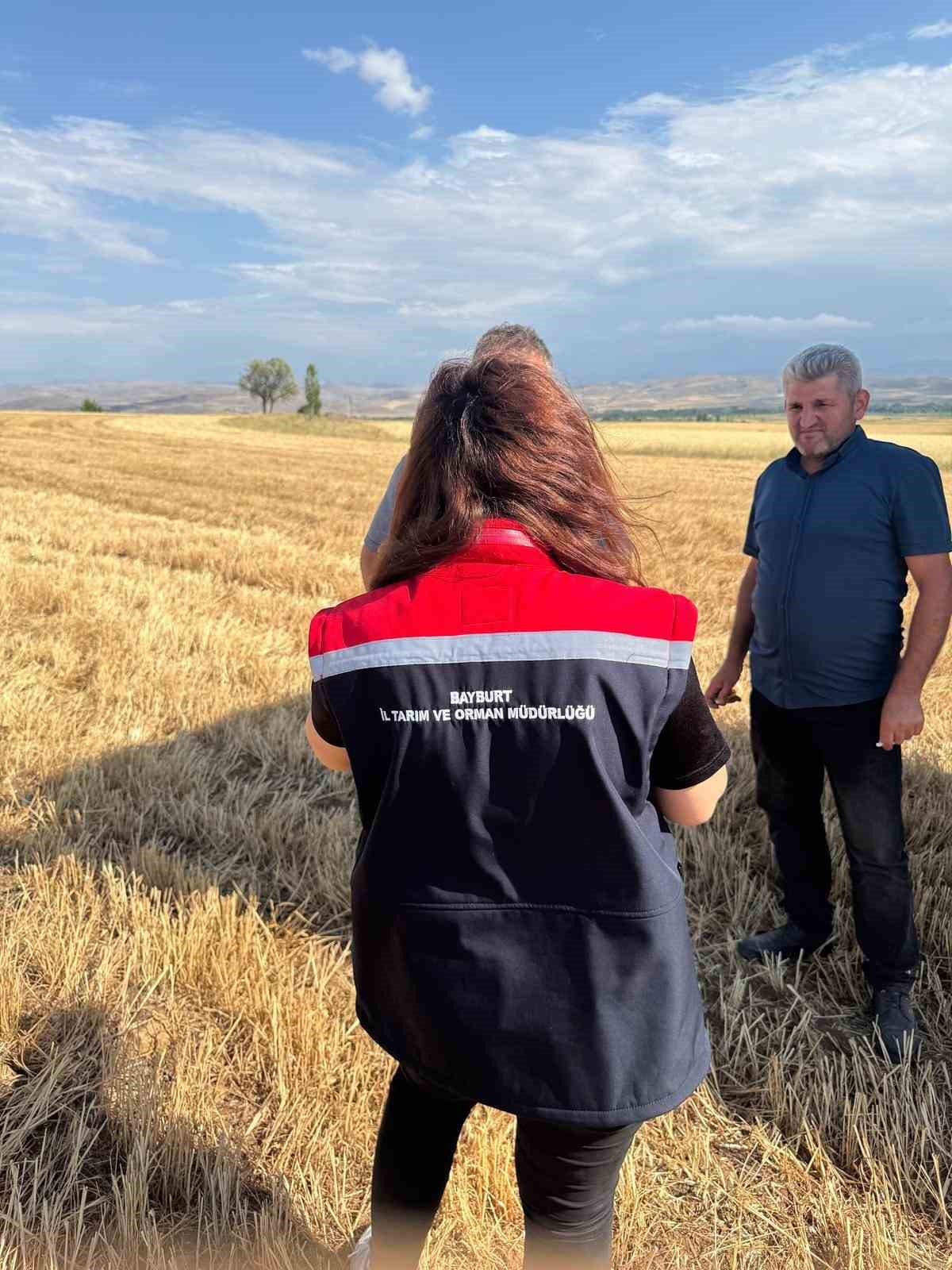 Aydıntepe’de hasat sezonu başladı