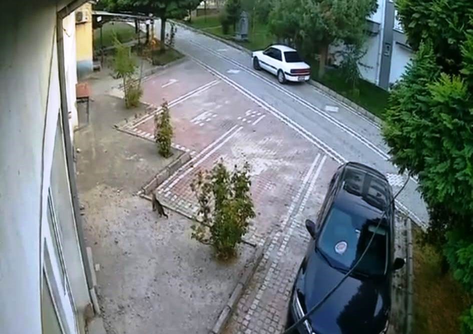 Sındırgı’daki depremi hissederek hızla uzaklaşan kedi kameralara yansıdı