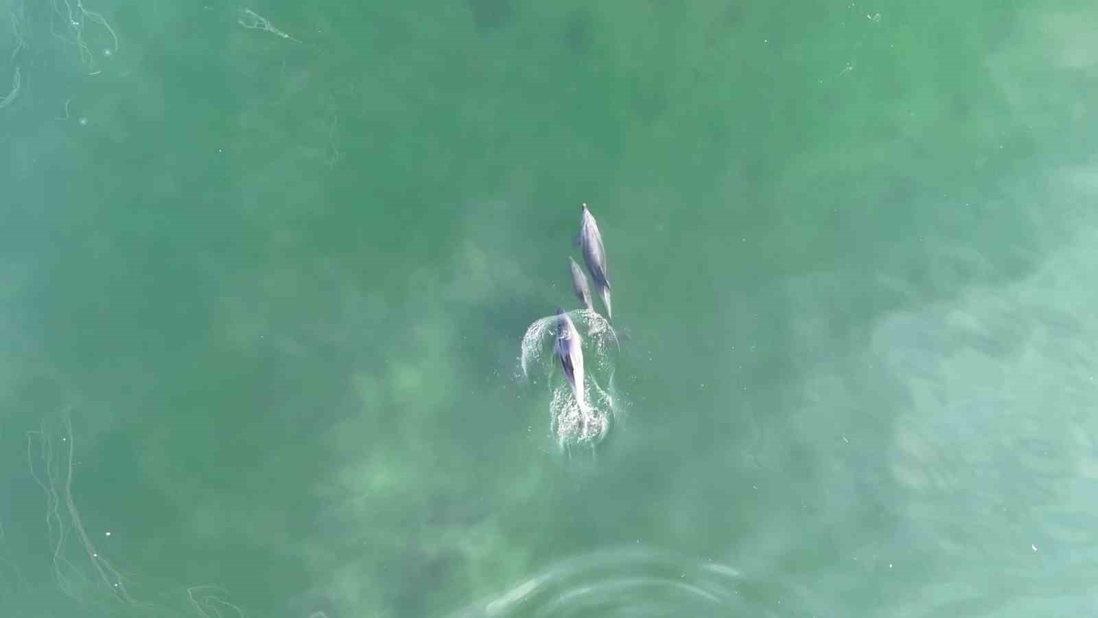 İzmit Körfezi’nde yunusların muhteşem dansı