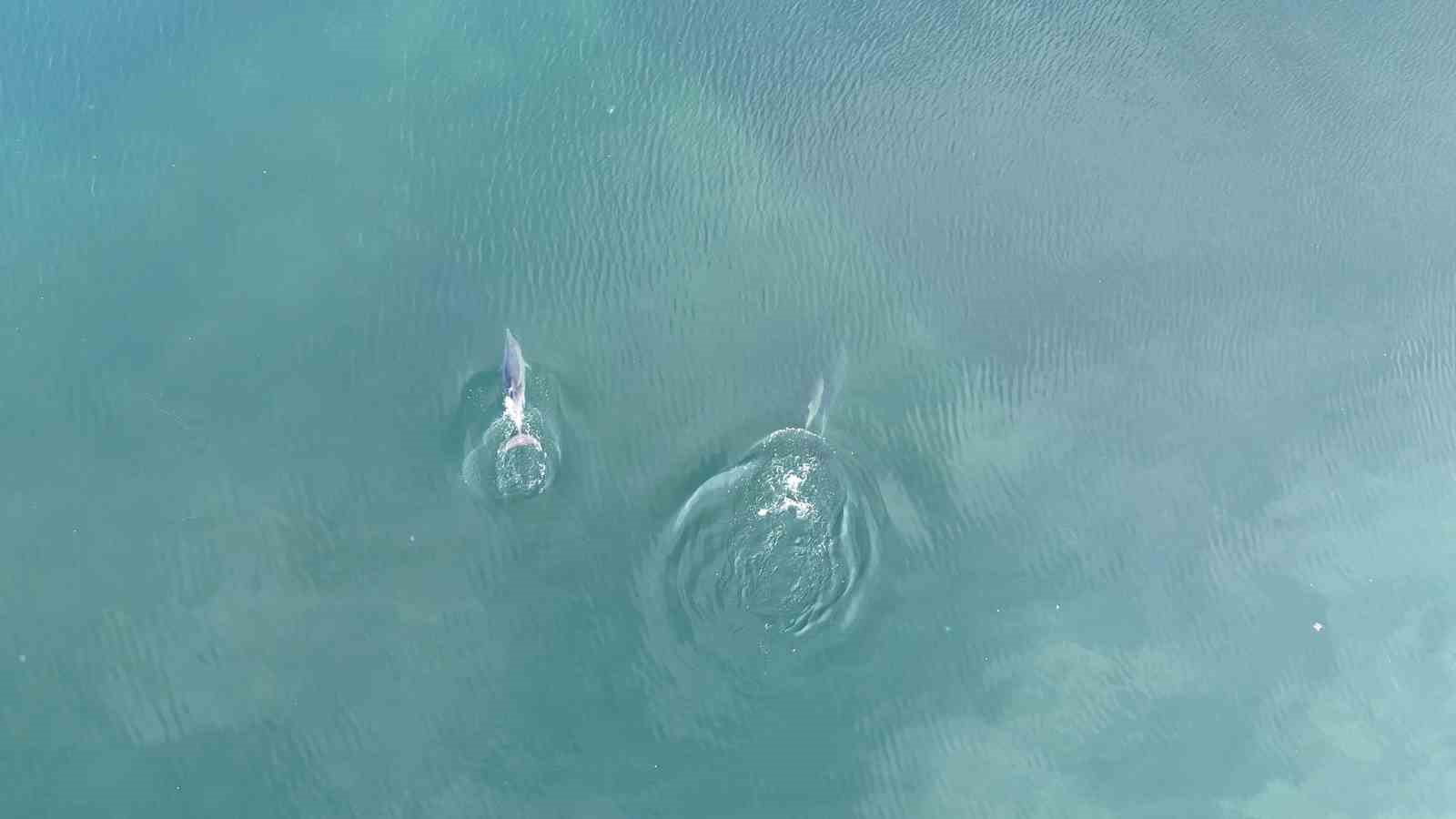 İzmit Körfezi’nde yunusların muhteşem dansı