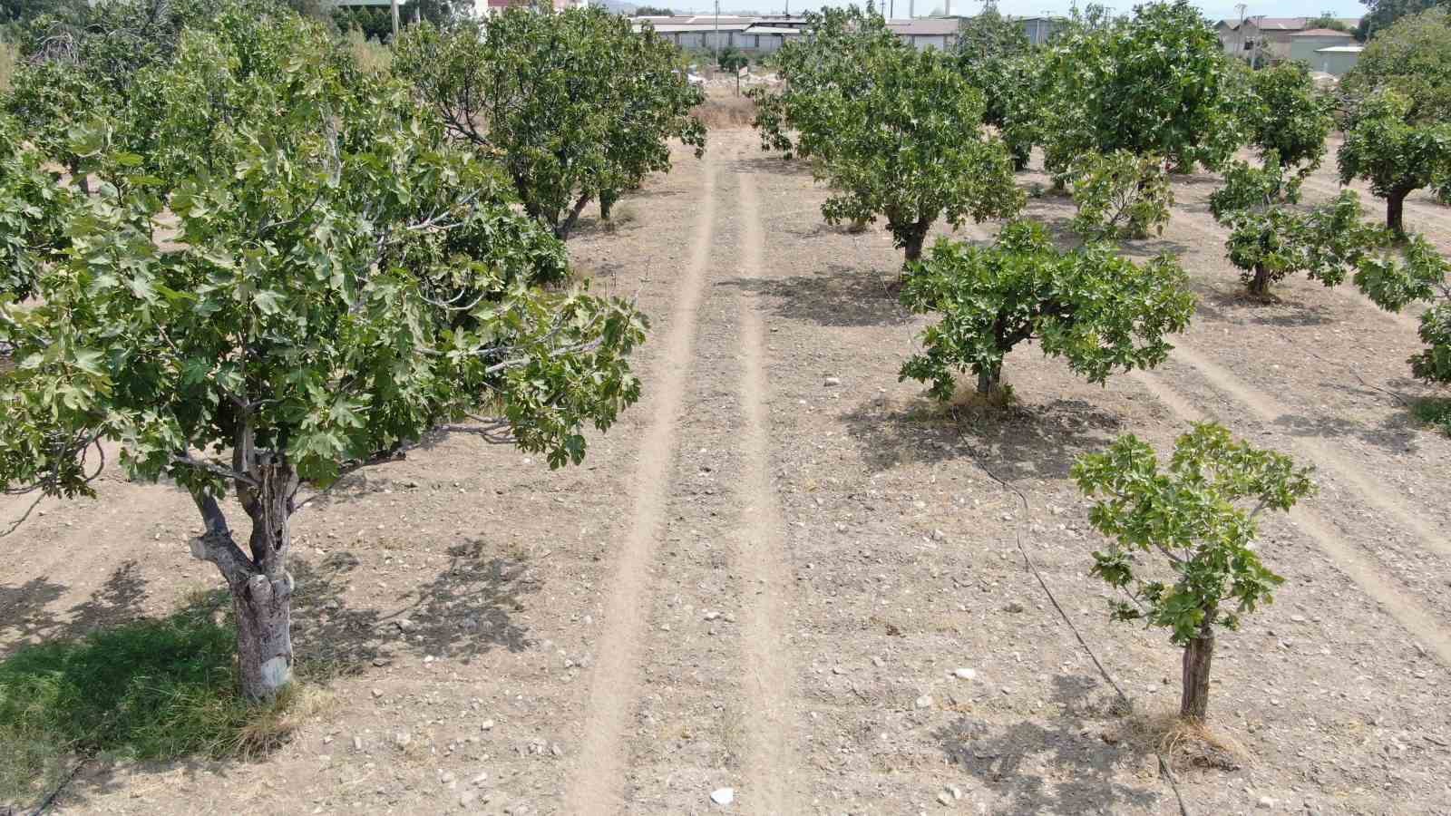 Aydın’dan, iklim değişikliği sorununa doğal çözüm