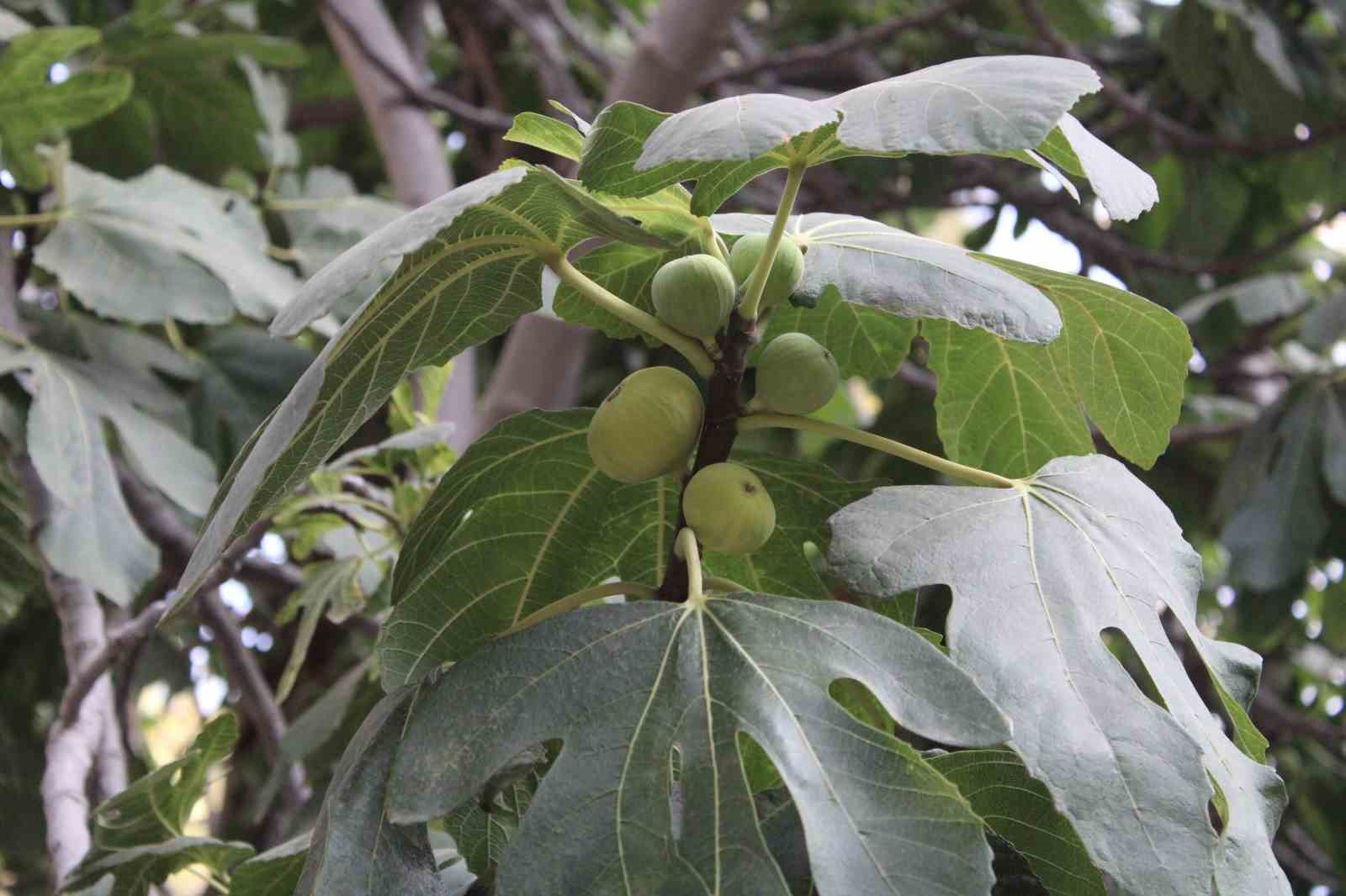 Aydın&rsquo;dan, iklim değişikliği sorununa doğal &ccedil;&ouml;z&uuml;m

