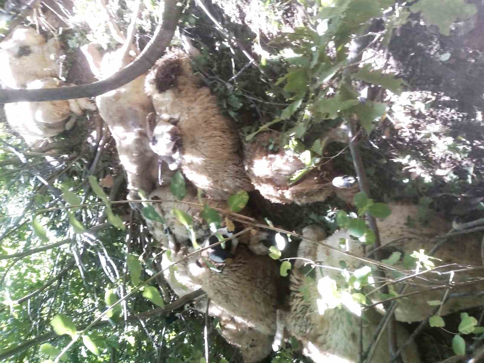 Tunceli&rsquo;de kurt saldırısı sonucu oluşan izdihamda 30 koyun telef oldu
