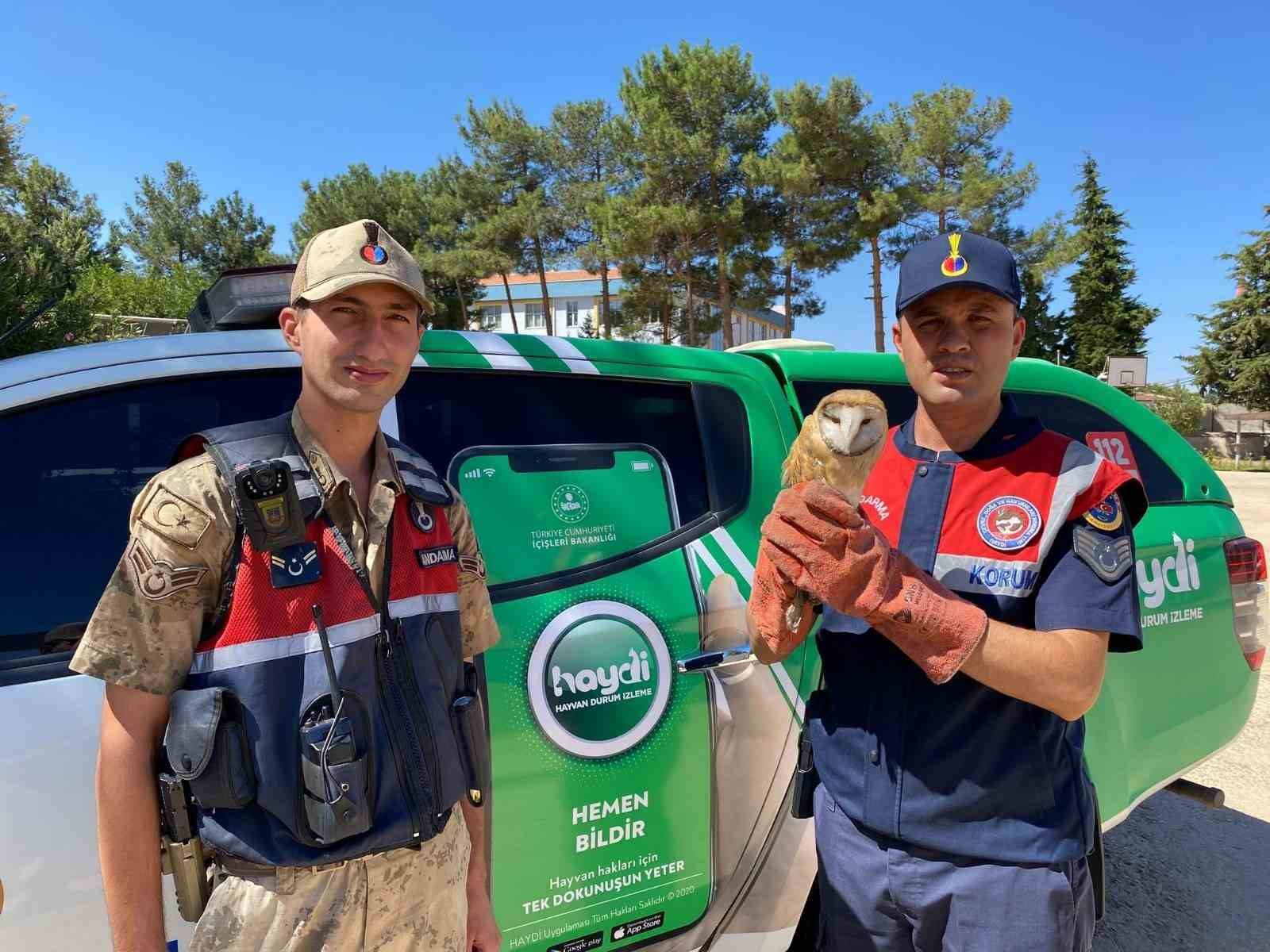 Kilis’te yaralı peçeli baykuş koruma altına alındı