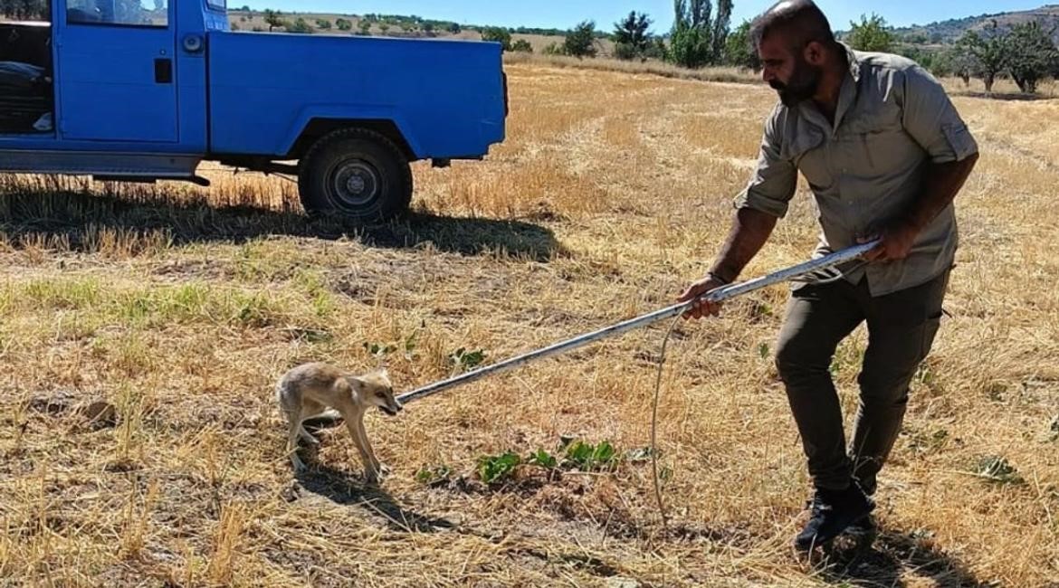 Kuyuya düşen tilki kurtarıldı