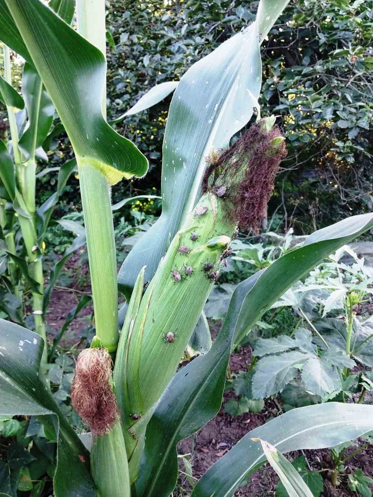 Mısırda kahverengi kokarca ila&ccedil;lama zamanı
