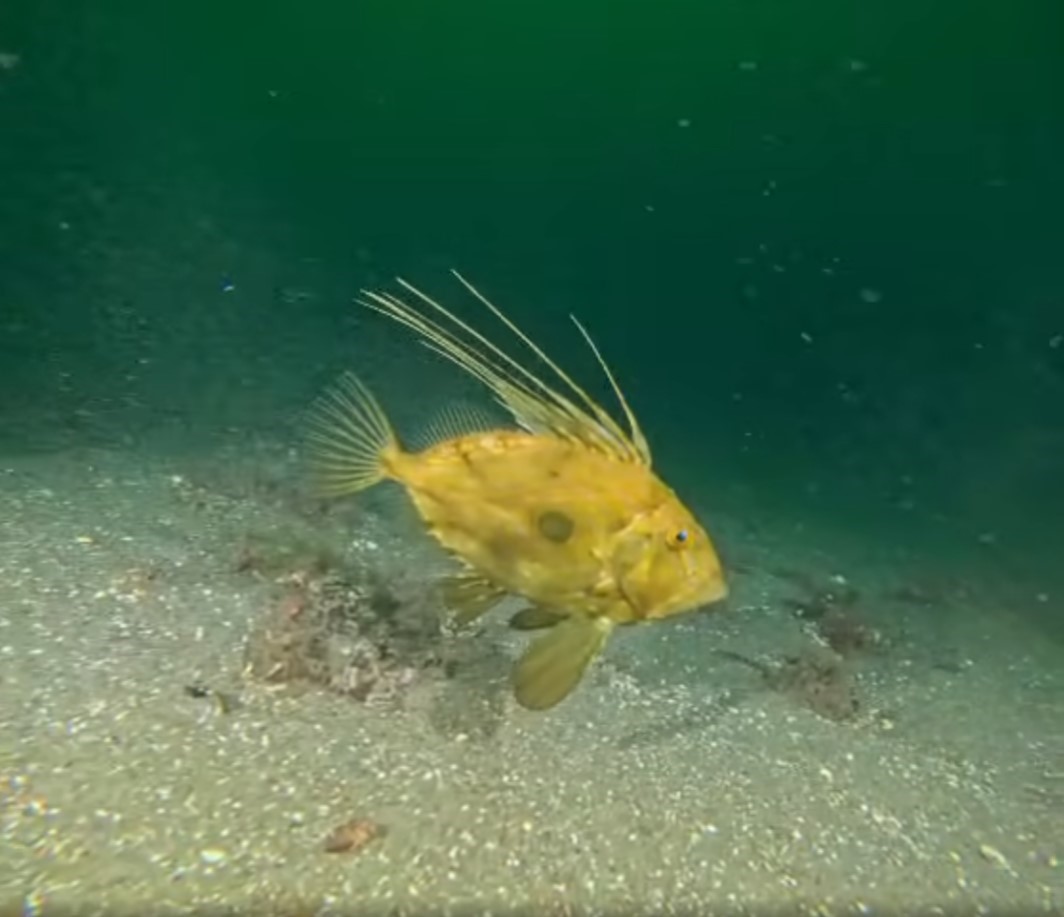 İzmit Körfezi’nde çamur gitti, yerine deniz canlıları geldi