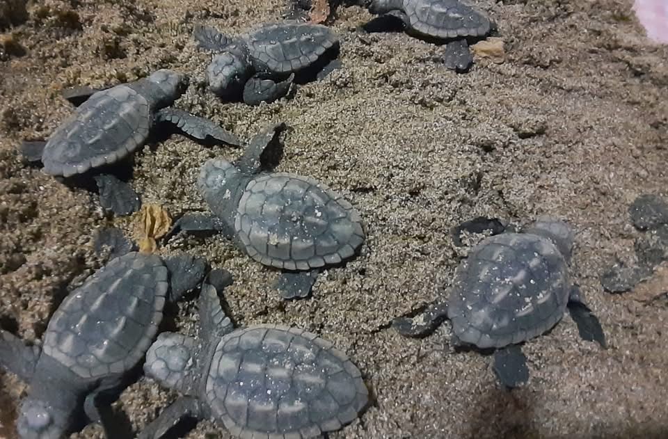 Işık kirliliği y&ouml;nlerini şaşırttı, g&ouml;n&uuml;ll&uuml;ler kurtardı
